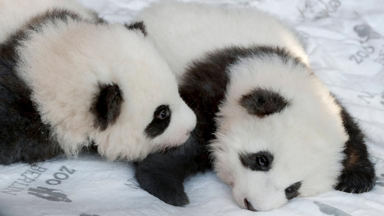 Die Berliner Pandababys Meng Xiang und Meng Yuan am 09.12.2019 in Berlin.