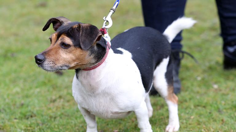 Großbritannien, Windsor: Beth, der Hund der Königin Camilla