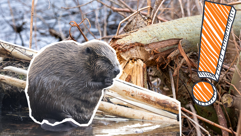Biber in Renaturierungsgebiet, daneben Ausrufezeichen
