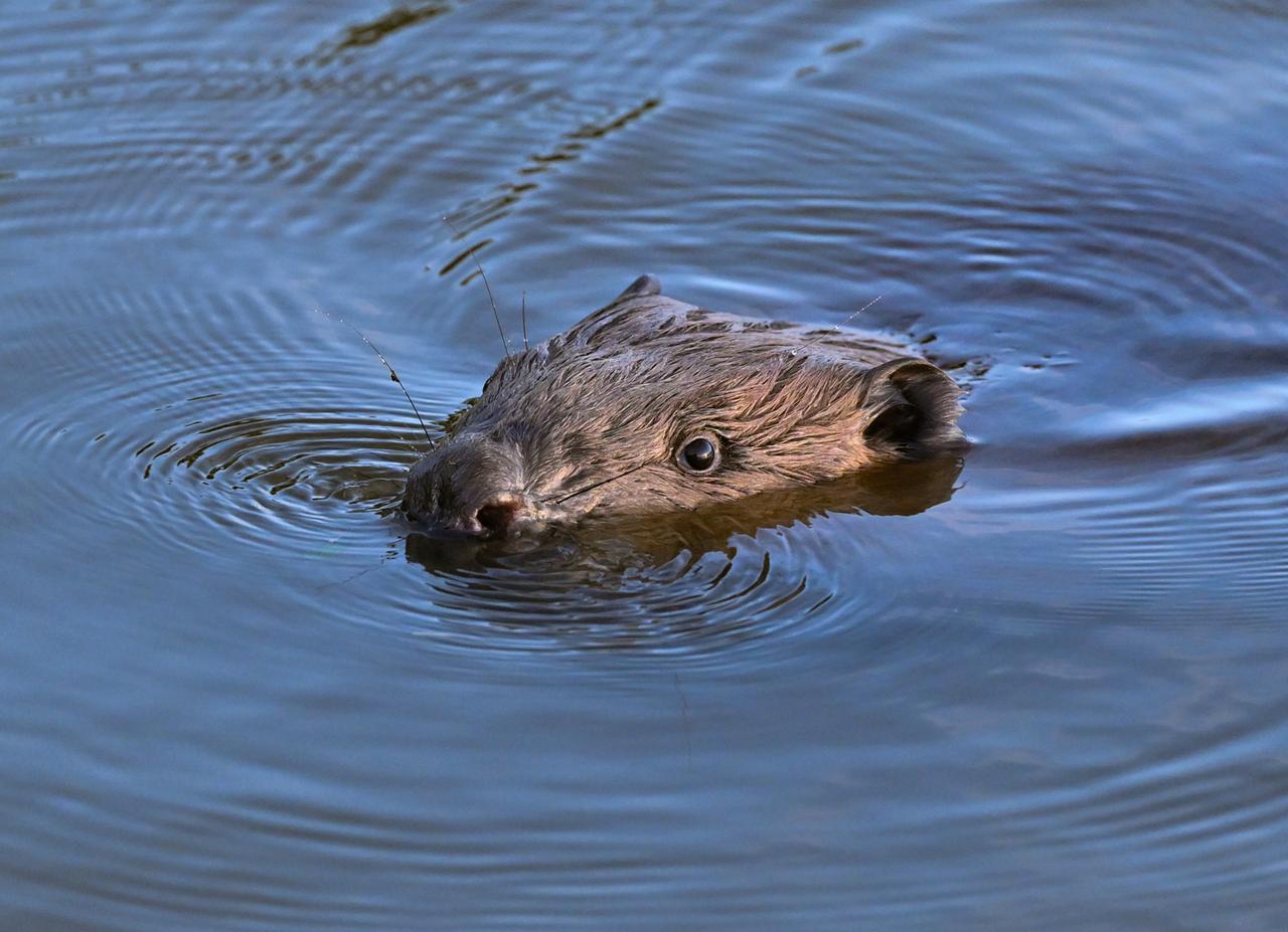 Auf dem Bild ist ein Biber im Wasser zu sehen.