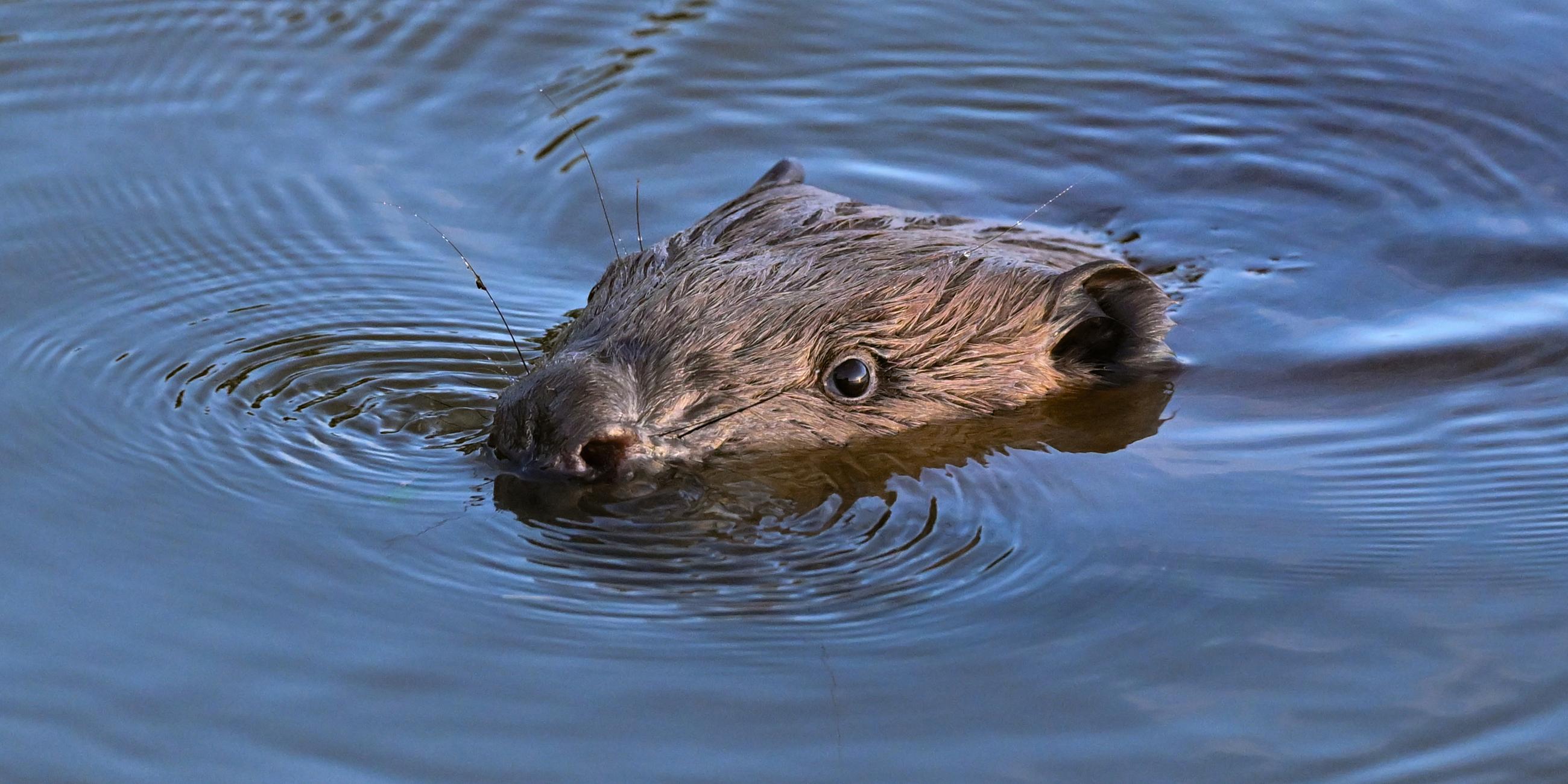 Auf dem Bild ist ein Biber im Wasser zu sehen.