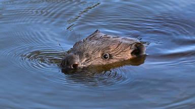 Auf dem Bild ist ein Biber im Wasser zu sehen.
