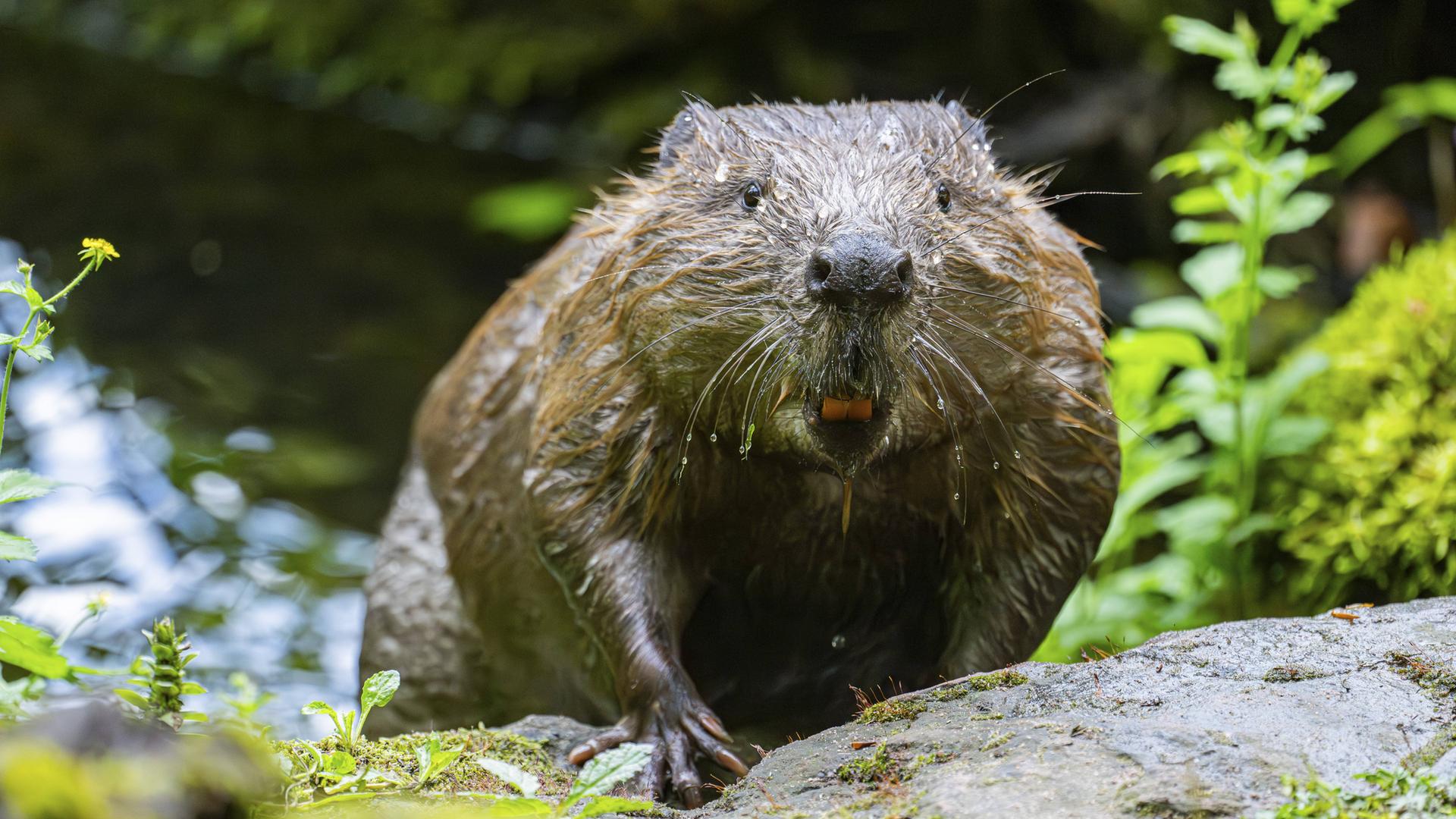 Biber fluten Familienhaus in Bautzen