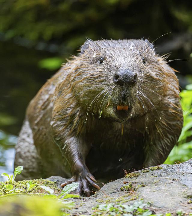 Biber fluten Familienhaus in Bautzen