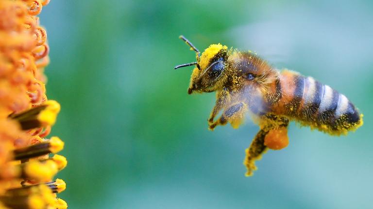 Voll bepackt mit Pollen und Blütenstaub ist eine Biene im Anflug zu einer blühenden Sonnenblume in einem Feld bei Frankfurt an der Oder
