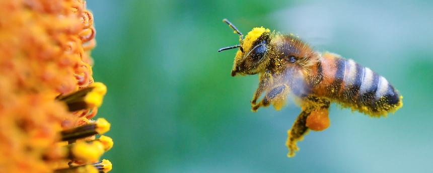 Voll bepackt mit Pollen und Blütenstaub ist eine Biene im Anflug zu einer blühenden Sonnenblume in einem Feld bei Frankfurt an der Oder