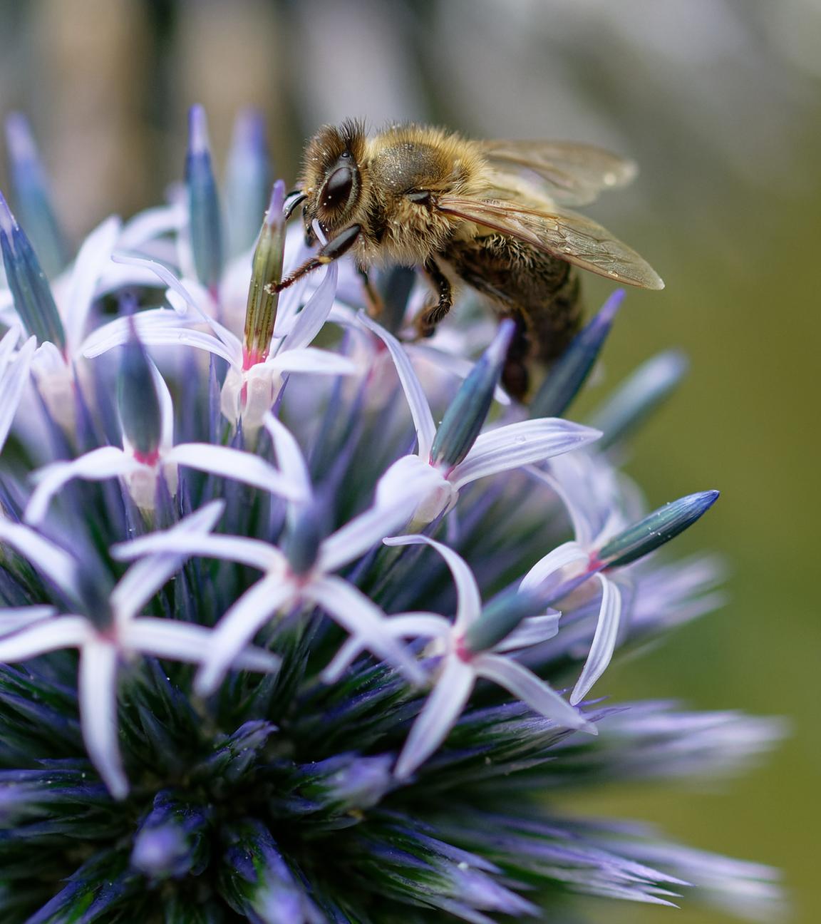  Eine Honigbiene sammelt auf der Blüte einer Distel Nektar.