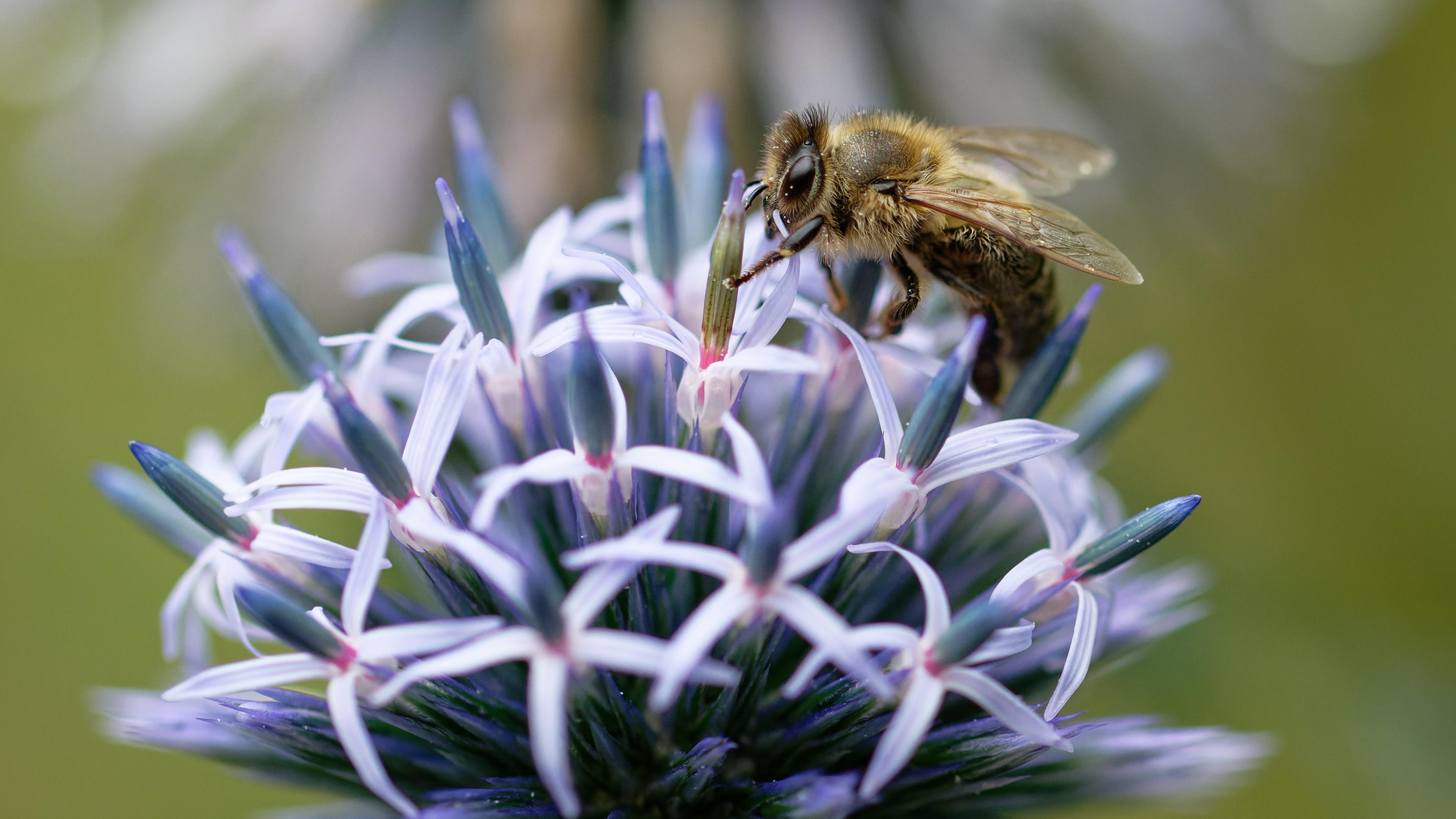  Eine Honigbiene sammelt auf der Blüte einer Distel Nektar.