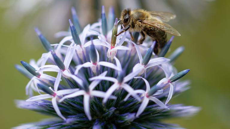  Eine Honigbiene sammelt auf der Blüte einer Distel Nektar.
