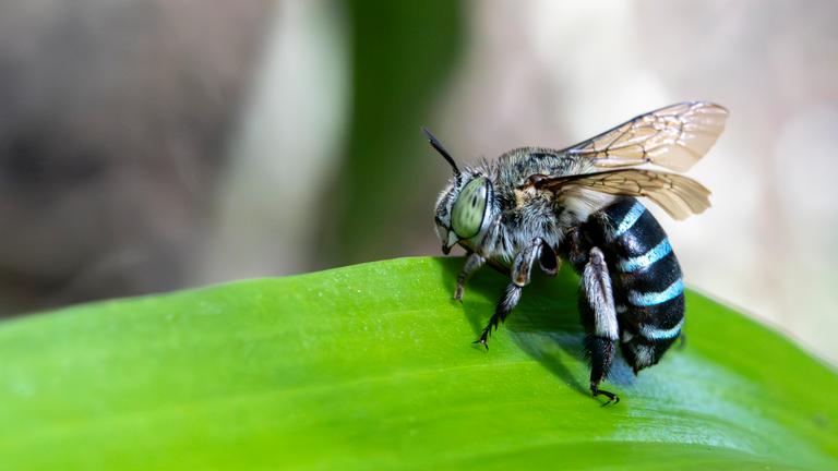 Großaufnahme einer blau-gebänderten Biene auf grünen Blättern im Wald während der Regenzeit.