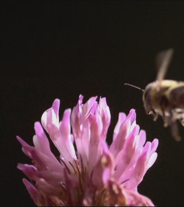 Biene fliegt über einer Vlüte