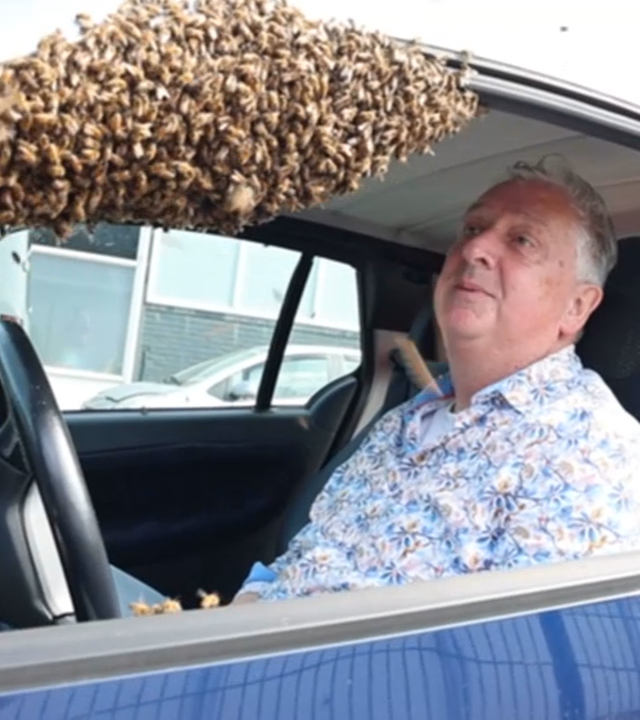 Ein Mann sitzt am Steuer eines Kleinwagens. Auf der vorderen Karosseriesäule hat sich ein Schwarm mit Bienen festgesetzt.