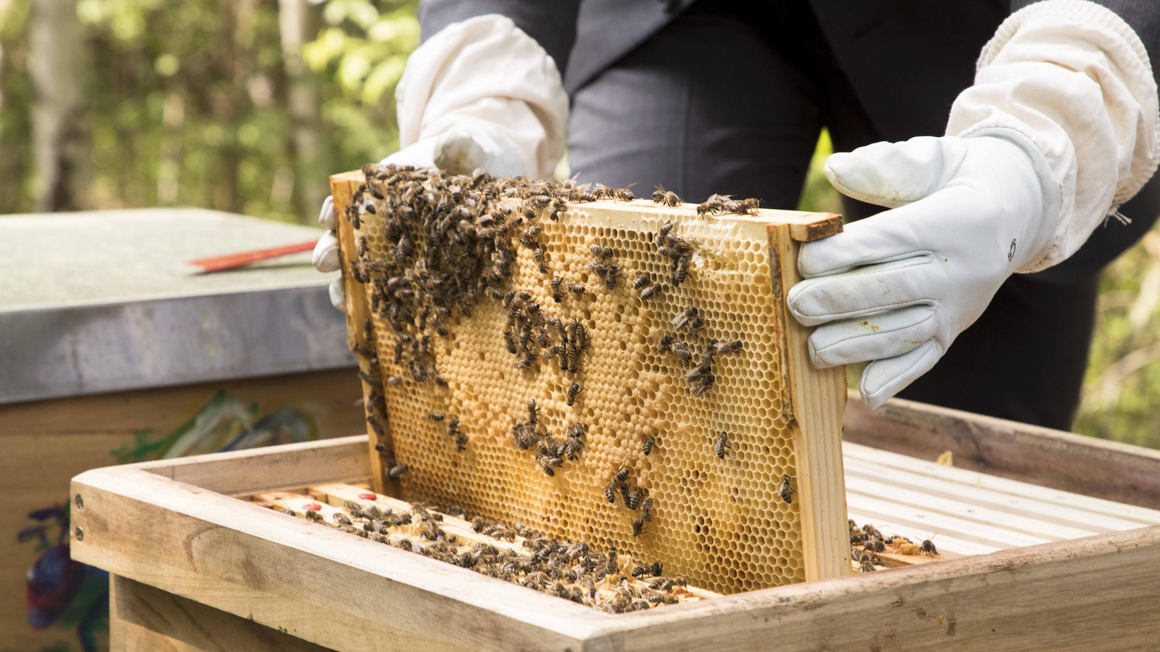 Bienenstock