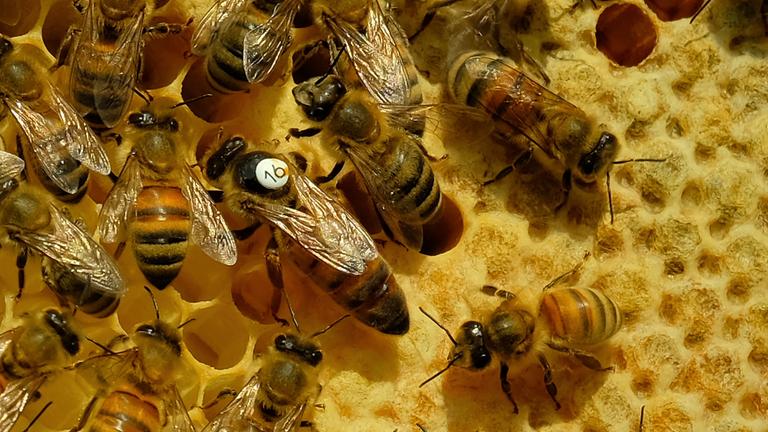 Die makierte Bienenkönigin neben den Arbeiterbienen.