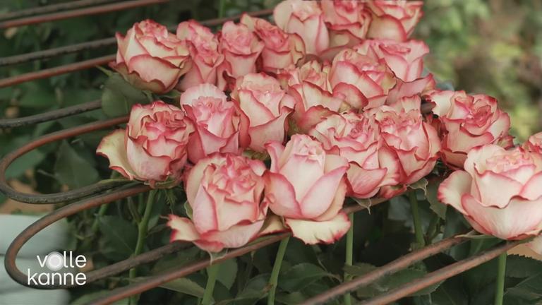 Kenianische Rosen zum Valentinstag