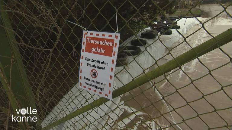 Gefahr Maul- und Klauenseuche