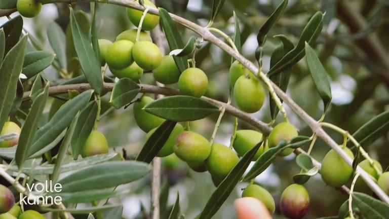 Stiftung Warentest bewertet Olivenöle