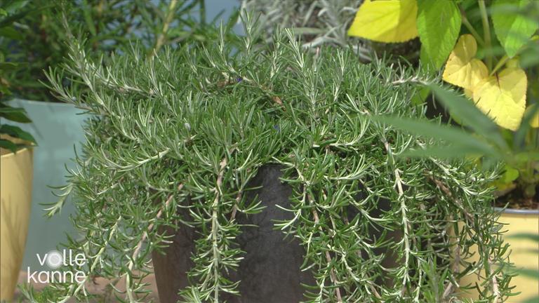 Pflanzen richtig bewässern im Urlaub