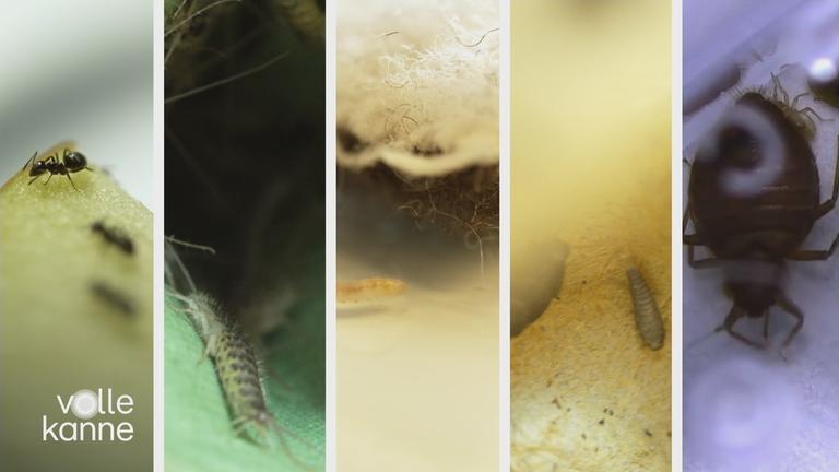 Plagegeister im Haushalt loswerden