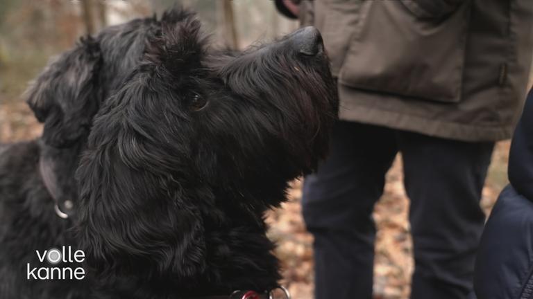 Was ist das "Werwolf-Syndrom"?