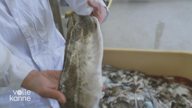 Wundversorgung mit Fischhaut