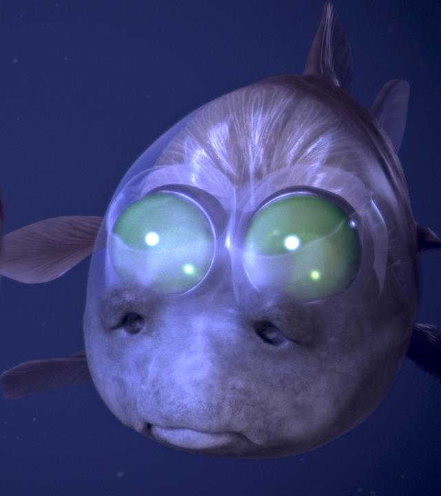 "Terra X - Lichter der Tiefsee": Röhrenaugen-Gespensterfisch frontal mit Garnele vor sich.