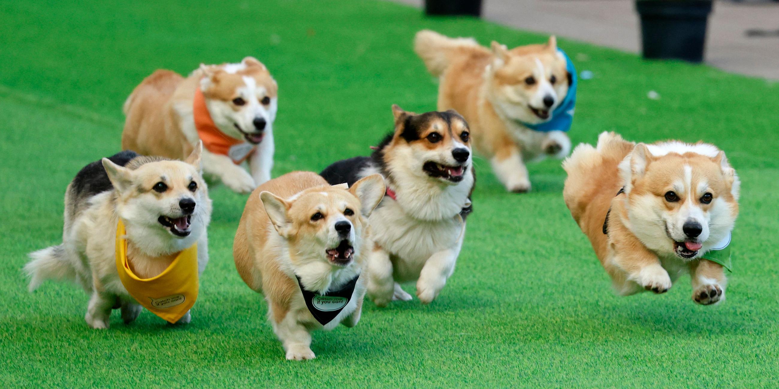 Corgi-Rennen