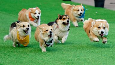 Corgi-Rennen