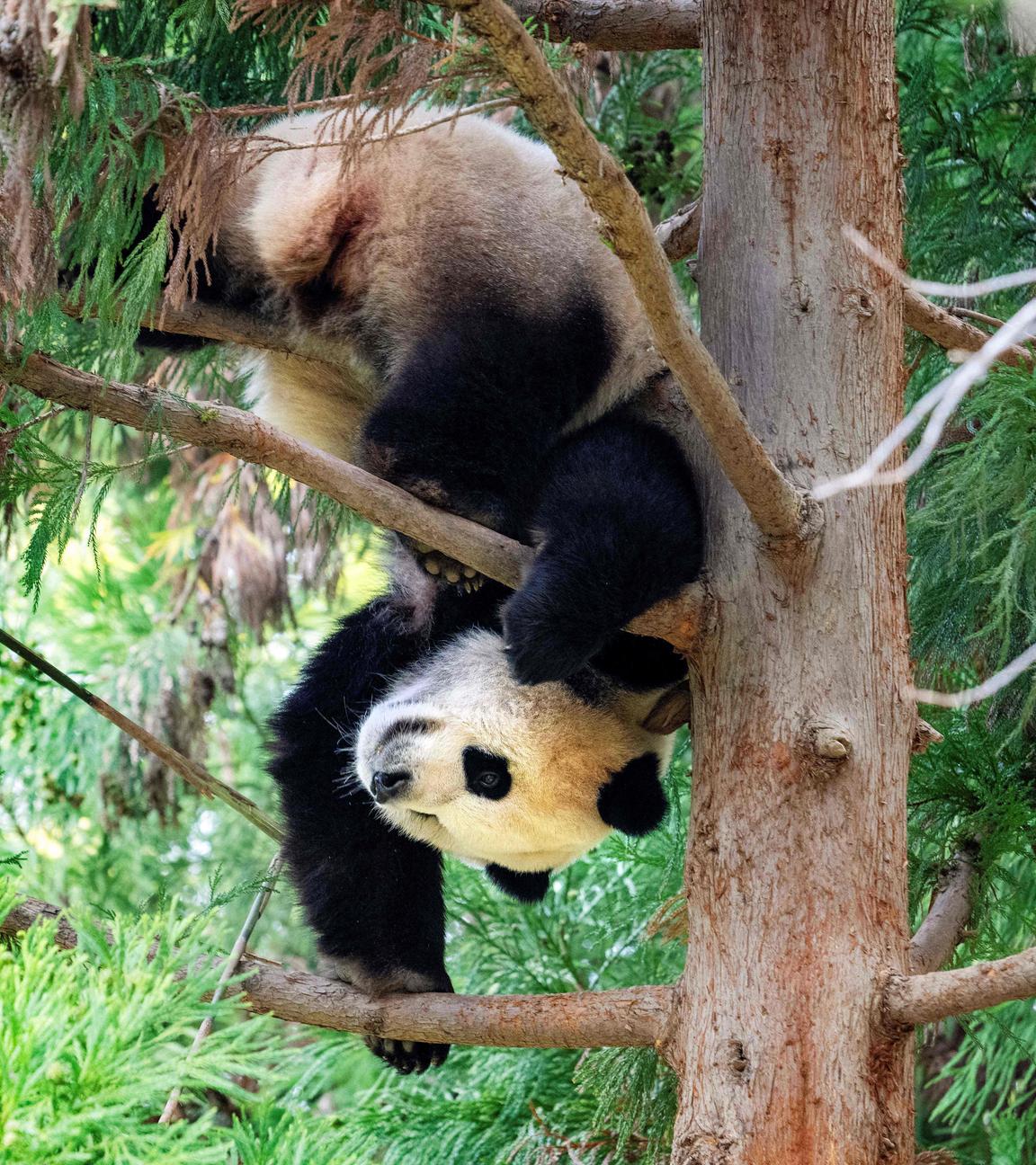 Ein großer Panda klettert Kopfüber einen Baum hinunter.