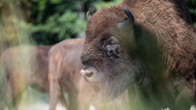 Ein Wisent