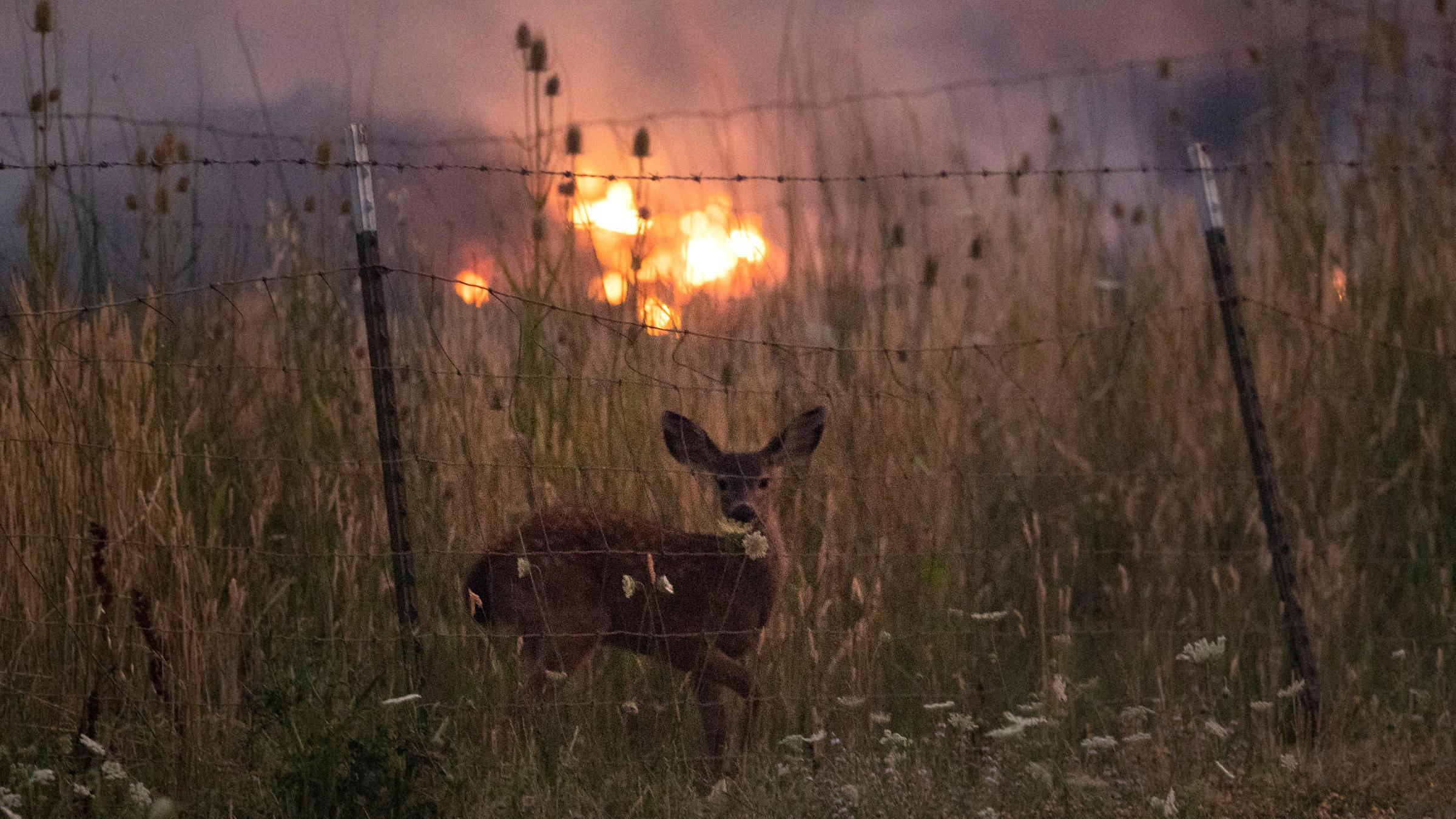 Rotwild am 31.7.2018 an einem Zaun, hinter dem die Brände in Kalifornien zu sehen sind