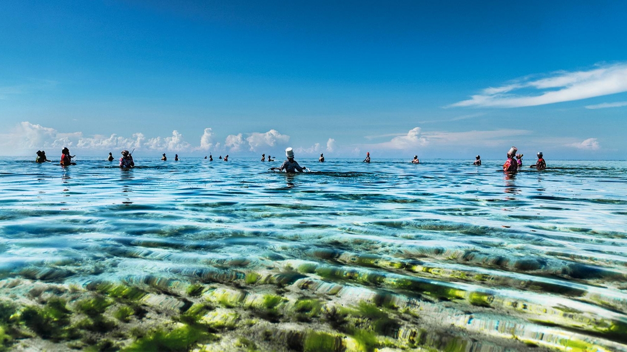 Die Frauen von Sansibar bei der Jagd auf Tintenfische und Muscheln im flachen Wasser