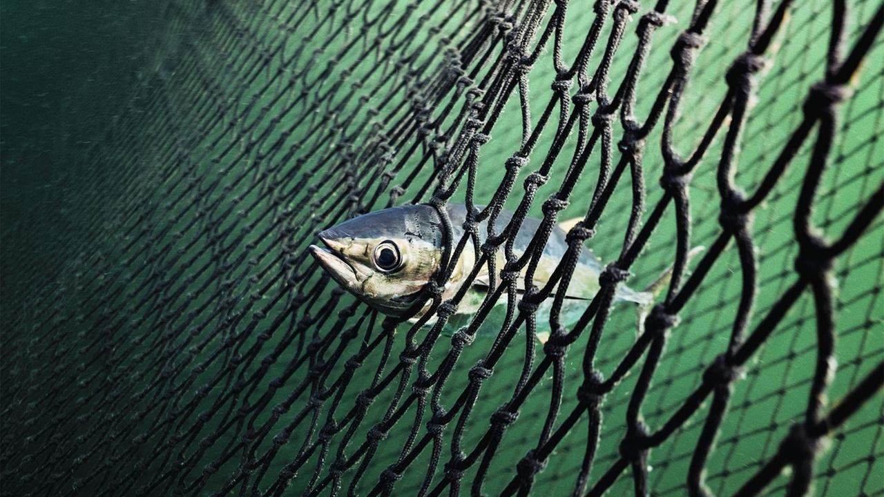 Ein Thunfisch steckt mit seinem Kopf in den Maschen des riesigen Netzes fest