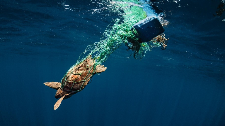Jährlich sterben Tausende Meeresschildkröten durch verloren gegangene und im Meer treibende Fischernetze