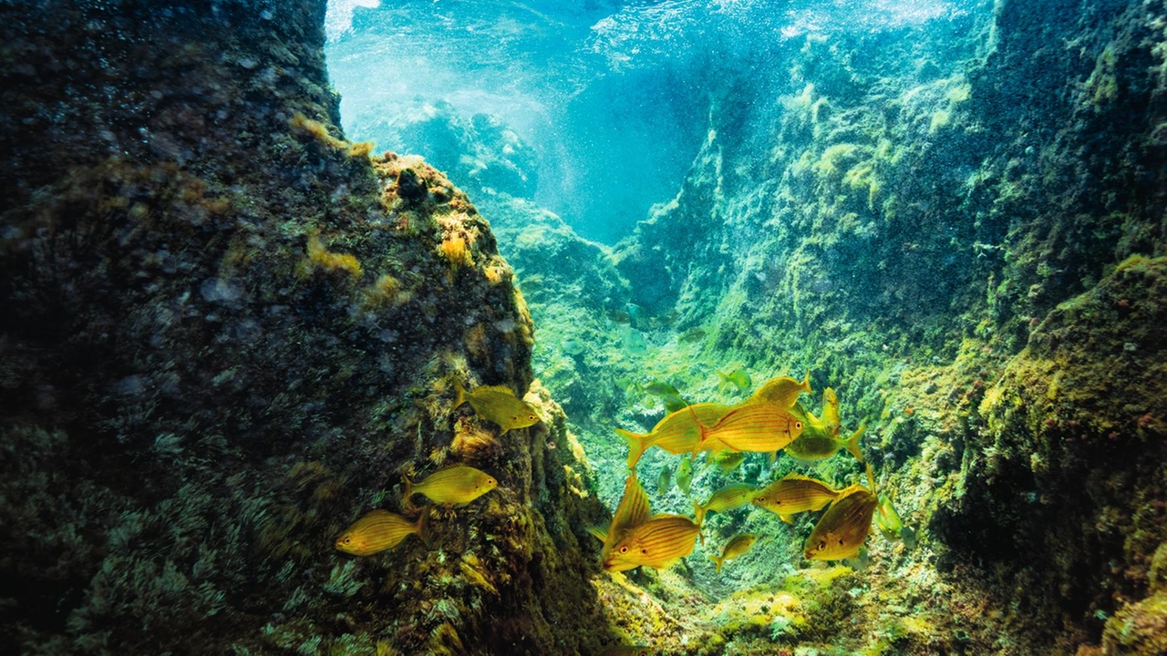 Eine Momentaufnahme der Unterwasserwelt vor dem Azoren-Archipel