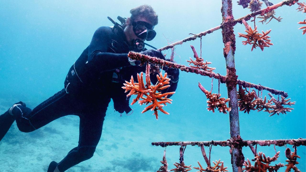 Die Fragmente werden schwebend an einem künstlichen Korallenbaum aufgehängt
