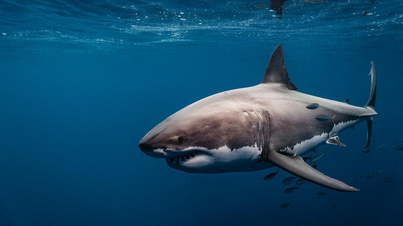 Ein Weißer Hai im Meer