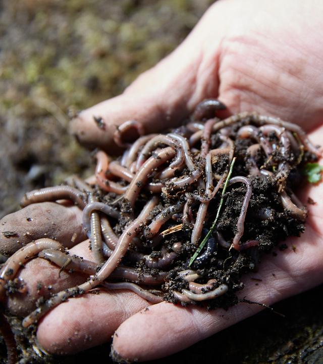 Ein Landwirt zeigt eine Gruppe von Regenwürmern in seinen Händen.