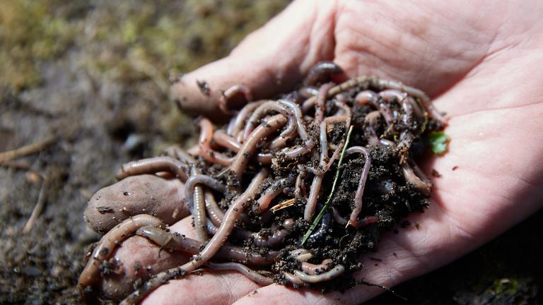 Ein Landwirt zeigt eine Gruppe von Regenwürmern in seinen Händen.
