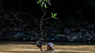 Ein Mann trägt einen Baum über einen Fluss, um ihn in einer Baumreihe zu pflanzen.
