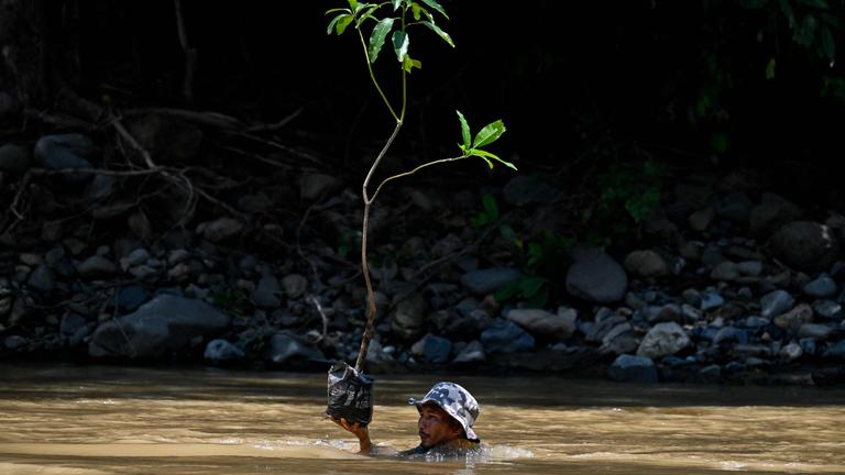 Ein Mann trägt einen Baum über einen Fluss, um ihn in einer Baumreihe zu pflanzen.
