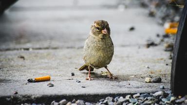 Neben einem kleinen Vogel liegt eine Zigarette auf dem Boden.
