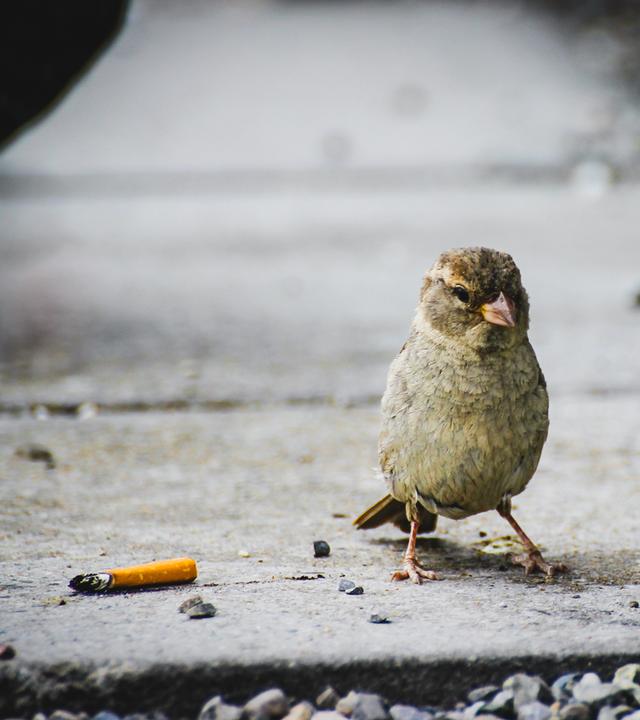 Neben einem kleinen Vogel liegt eine Zigarette auf dem Boden.
