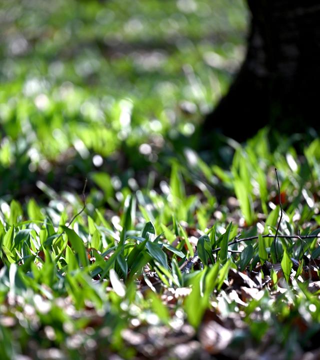 rste Spitzen von Bärlauch ragen aus einem Waldboden