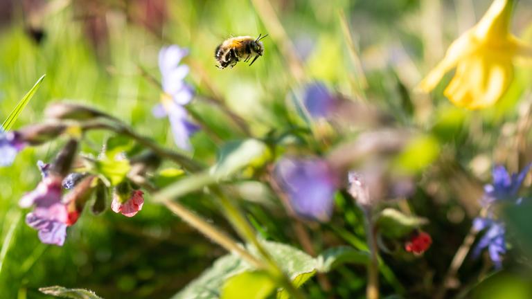 Eine Wildbiene fliegt im nachmittäglichen Sonnenschein bei der Futtersuche durch eine kleines Blumenbeet in einem Frankfurter Vorgarten