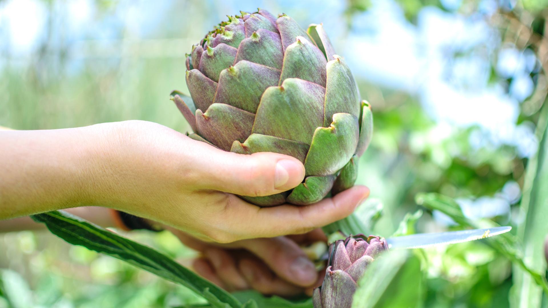 Eine Hand hät eine Artischocke.
