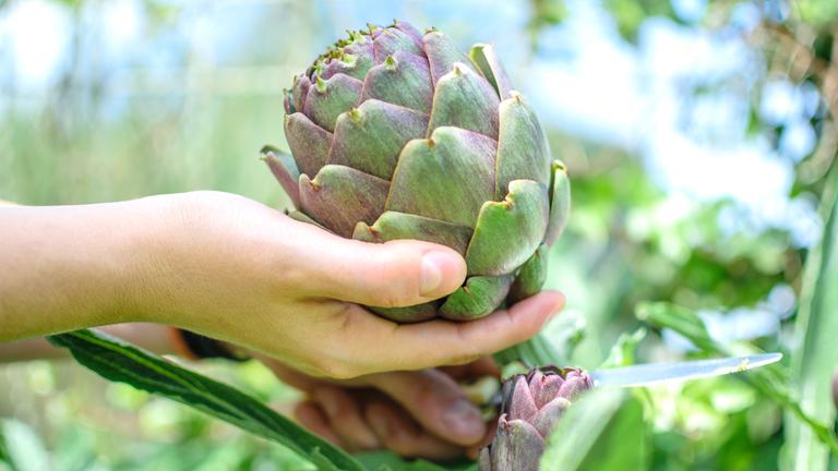 Eine Hand hät eine Artischocke.