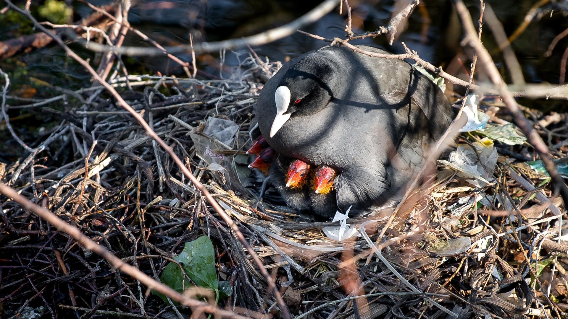 Ein Blässhuhn sitzt in den Bremer Wallanlagen mit Küken auf dem Nest.