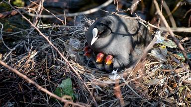 Ein Blässhuhn sitzt in den Bremer Wallanlagen mit Küken auf dem Nest.