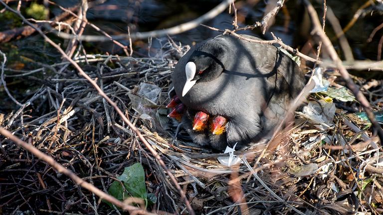 Ein Blässhuhn sitzt in den Bremer Wallanlagen mit Küken auf dem Nest.